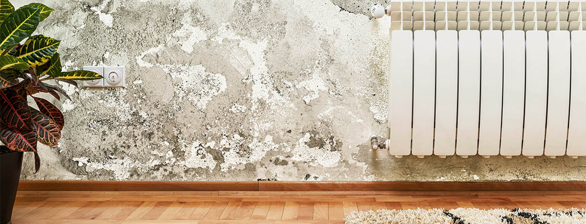 Grand Blanc Real Estate _ Mold and Mildew